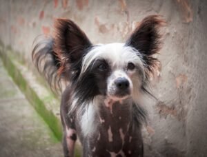 perros pequeños_crestado chino