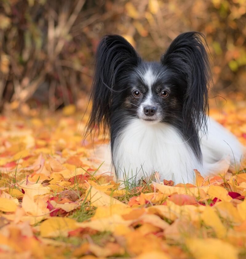 perros pequeños_papillon 01