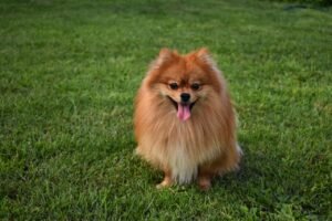 perros pequeños_pomerania