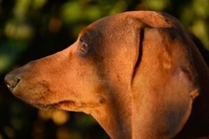 teckel, dachshund, perros pequeños