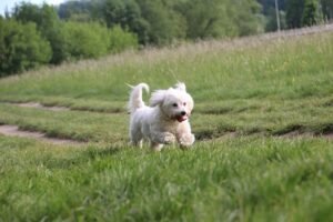 perros pequeños